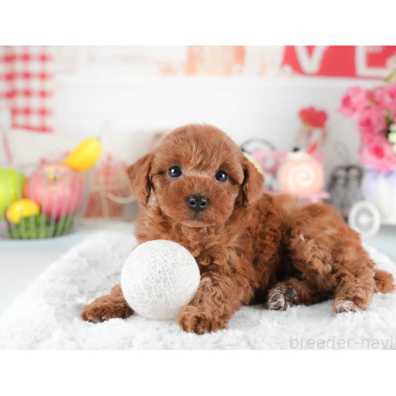 販売中の茨城県のトイプードル-445109の7枚目