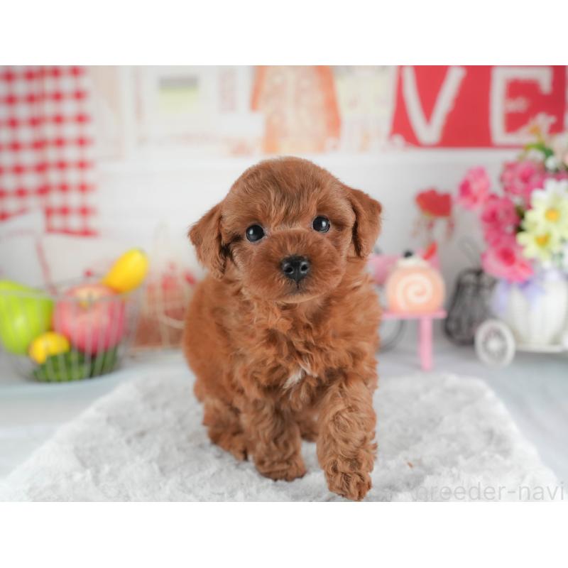 販売中の茨城県のトイプードル-445109の6枚目