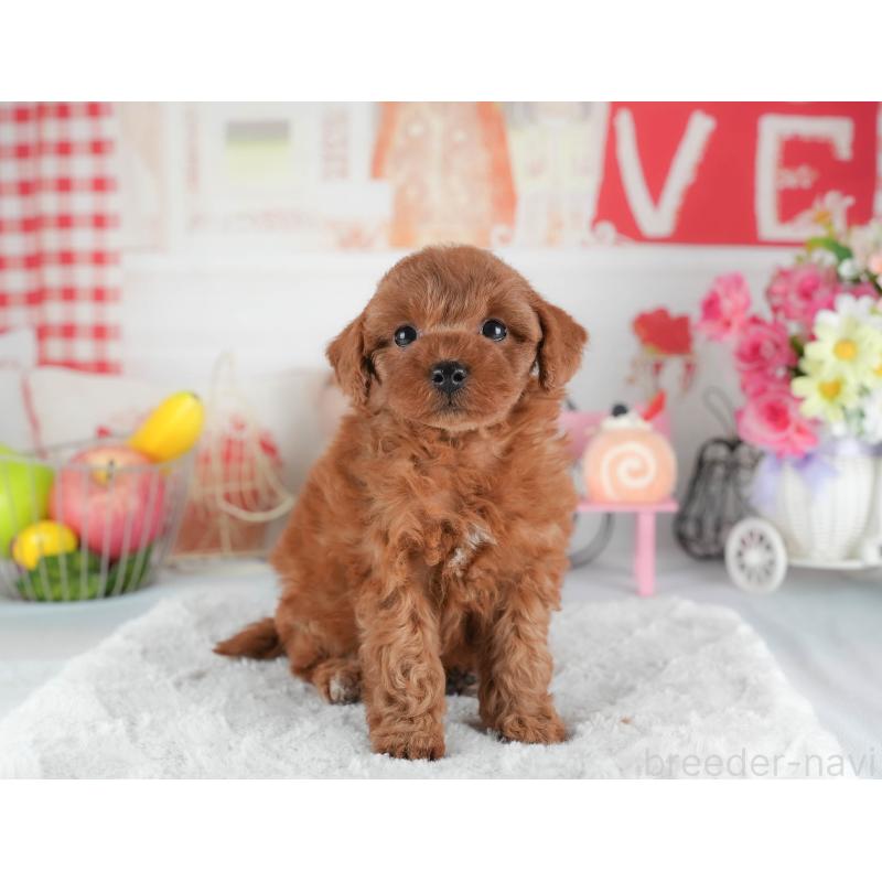 販売中の茨城県のトイプードル-445109の5枚目