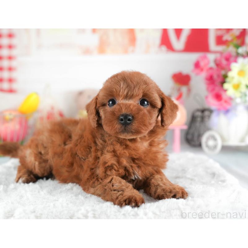 販売中の茨城県のトイプードル-445109の4枚目