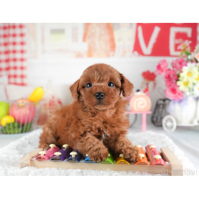 販売中の茨城県のトイプードル-445109の3枚目