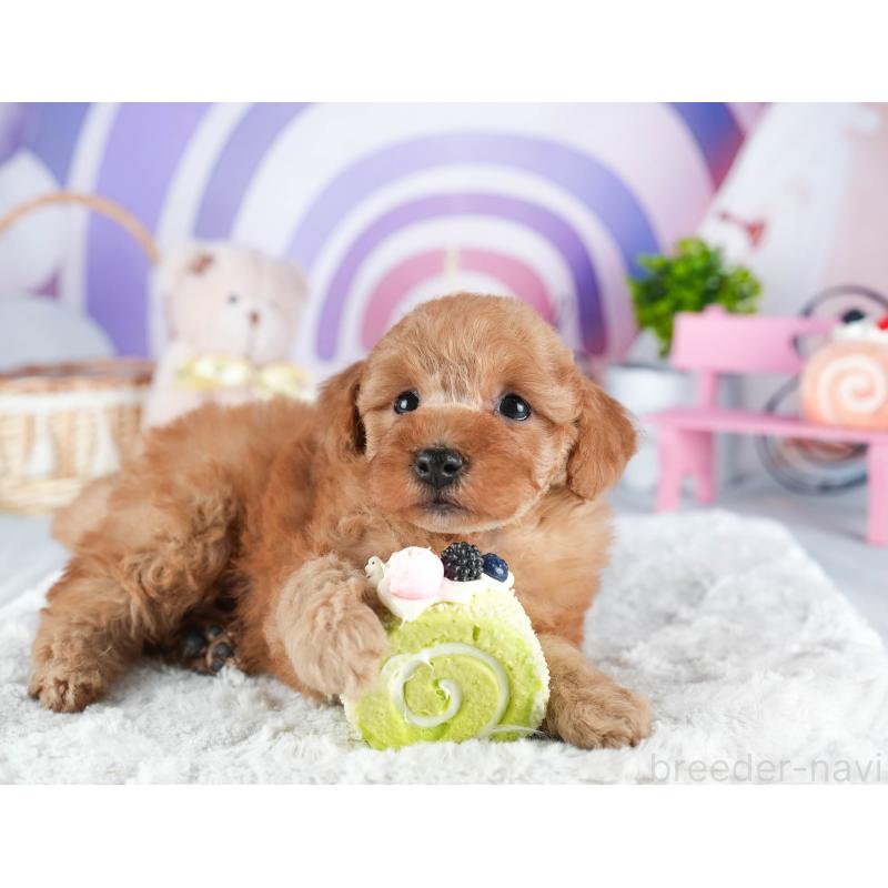 販売中の茨城県のトイプードル-445101の7枚目