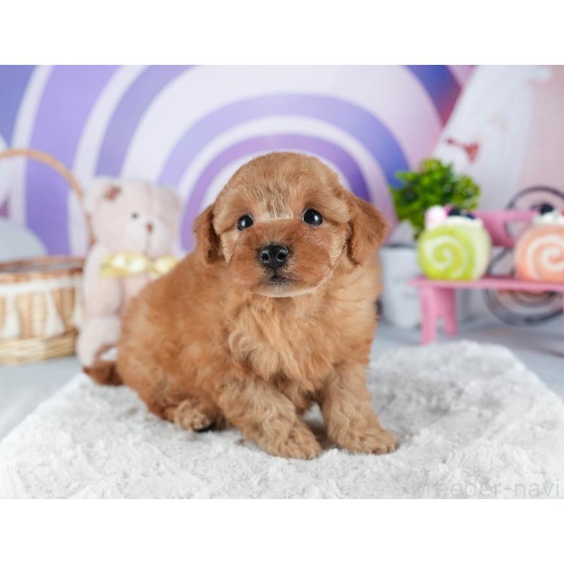 販売中の茨城県のトイプードル-445101の6枚目