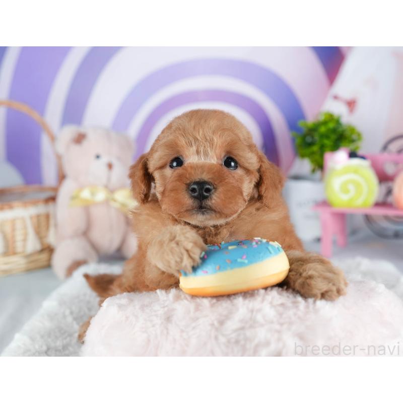 販売中の茨城県のトイプードル-445101の5枚目