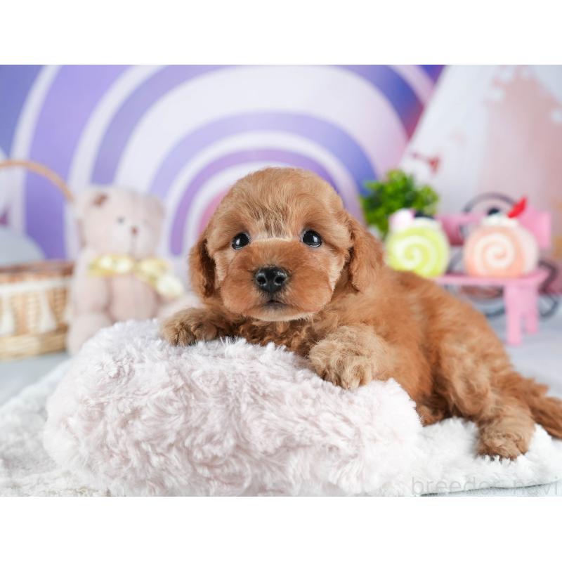 販売中の茨城県のトイプードル-445101の4枚目