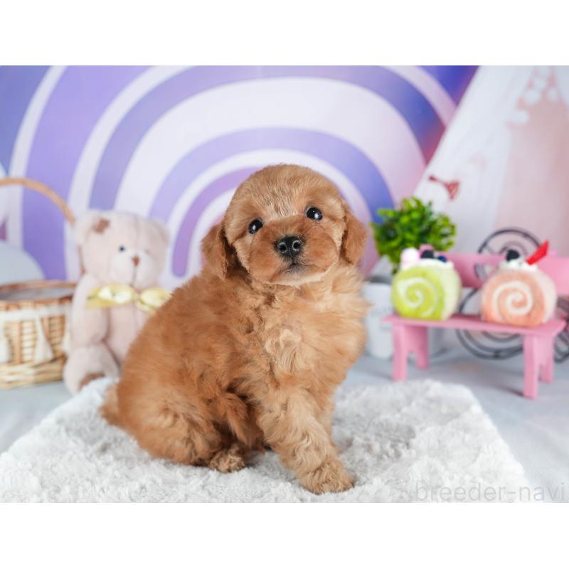 販売中の茨城県のトイプードル-445101の3枚目