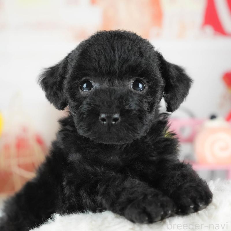 販売中の茨城県のトイプードル-445100の8枚目