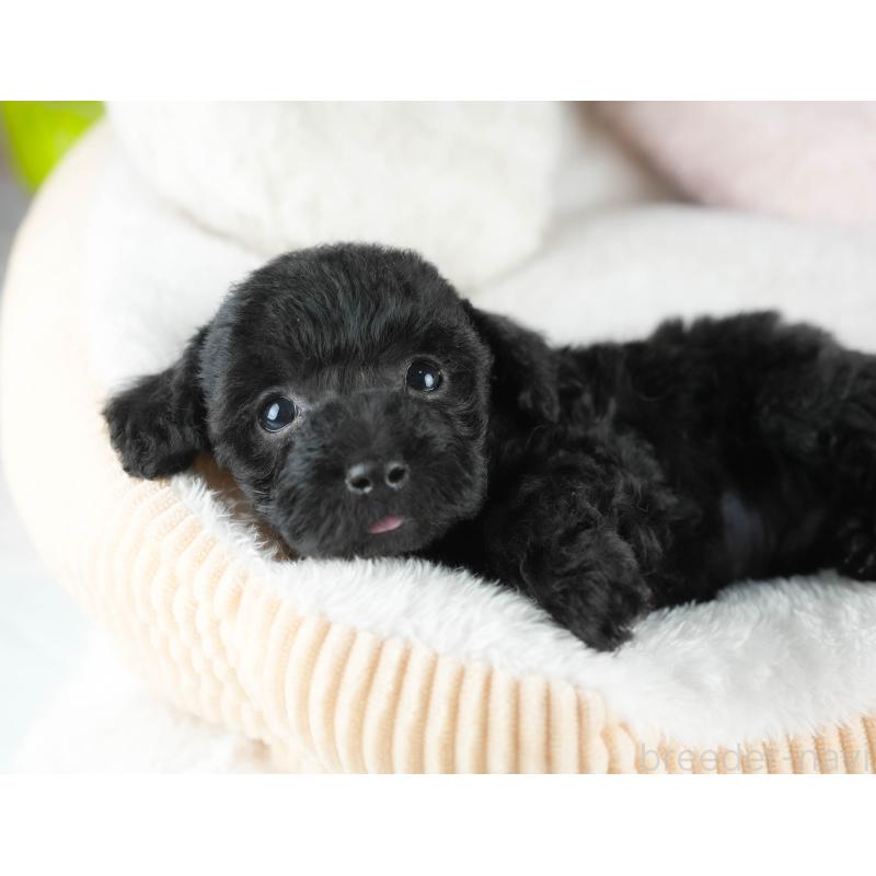 販売中の茨城県のトイプードル-445100の7枚目