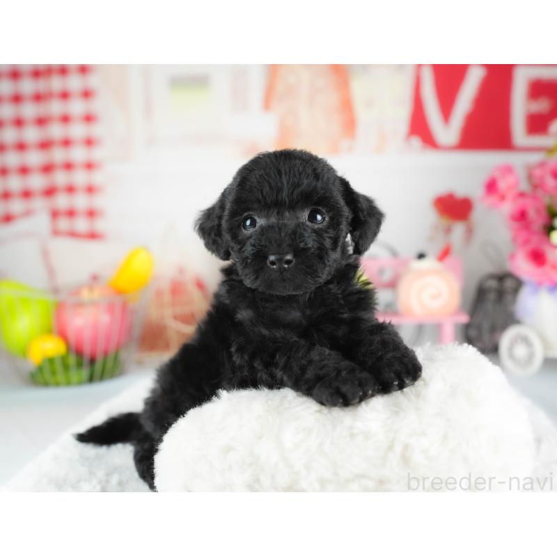 販売中の茨城県のトイプードル-445100の6枚目