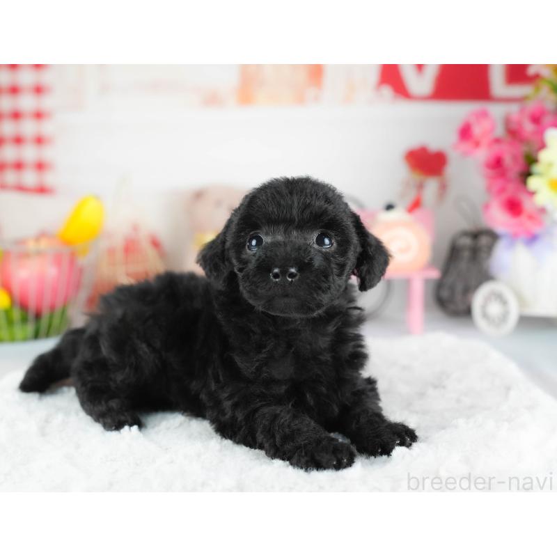 販売中の茨城県のトイプードル-445100の5枚目