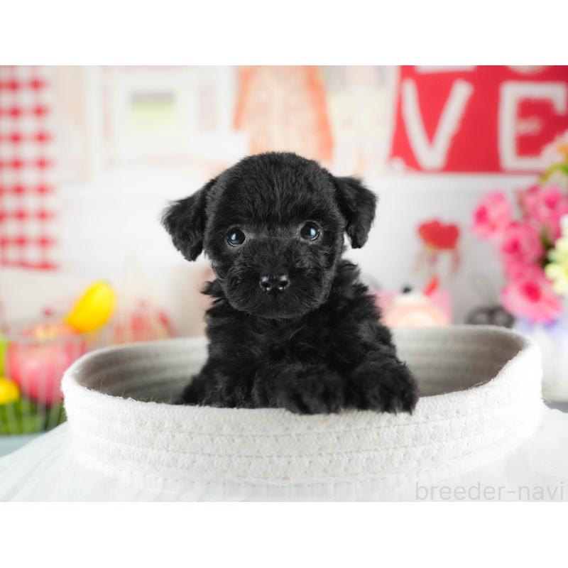 販売中の茨城県のトイプードル-445100の3枚目