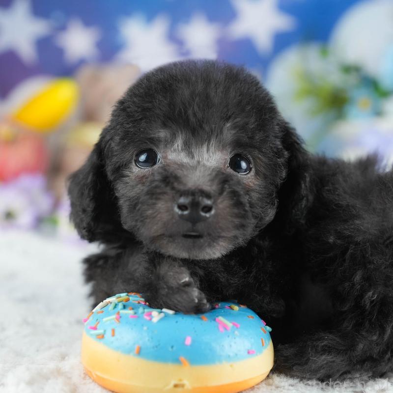 販売中の茨城県のトイプードル-445097の1枚目