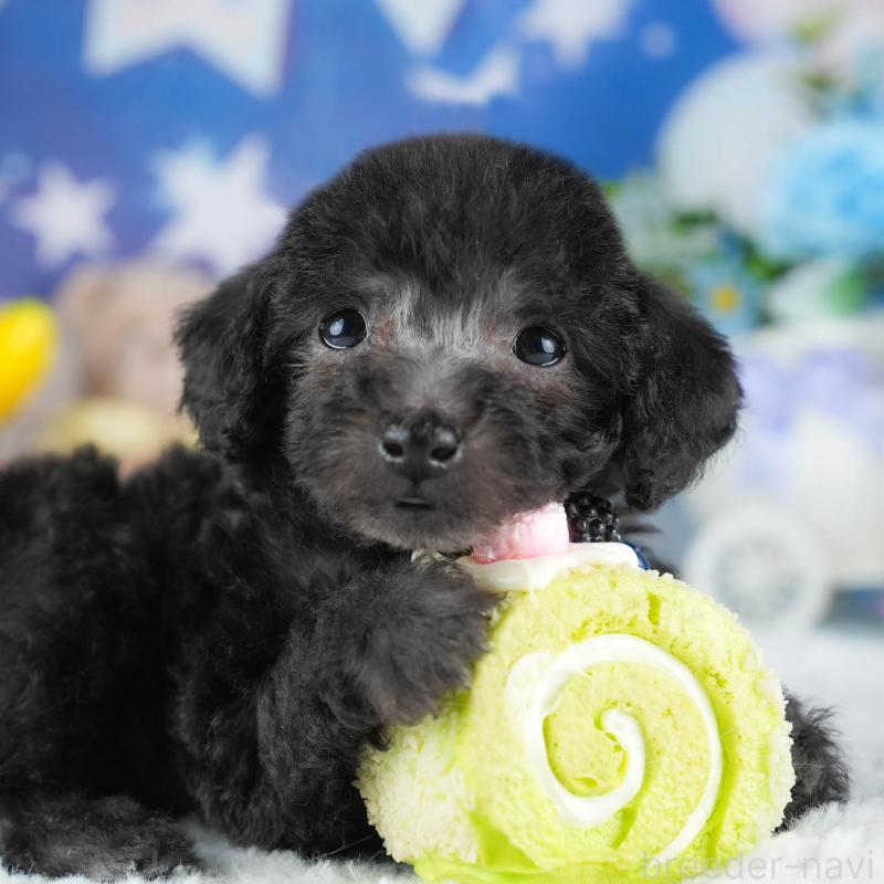 販売中の茨城県のトイプードル-445097の8枚目