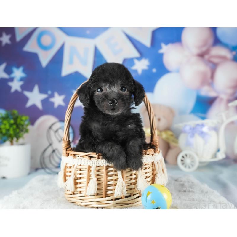 販売中の茨城県のトイプードル-445097の6枚目