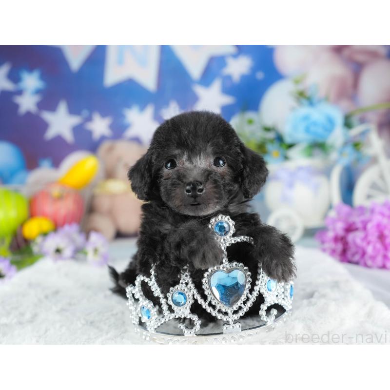 販売中の茨城県のトイプードル-445097の5枚目