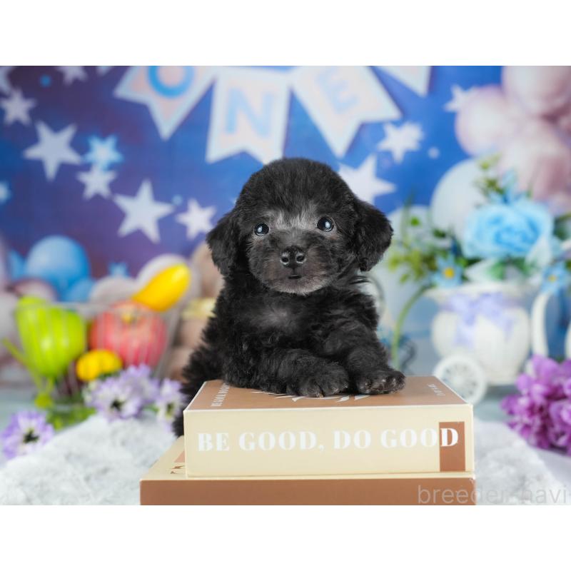 販売中の茨城県のトイプードル-445097の4枚目