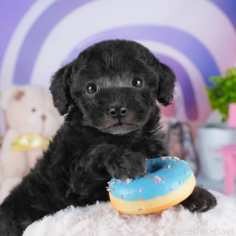 販売中の茨城県のトイプードル-445095の1枚目