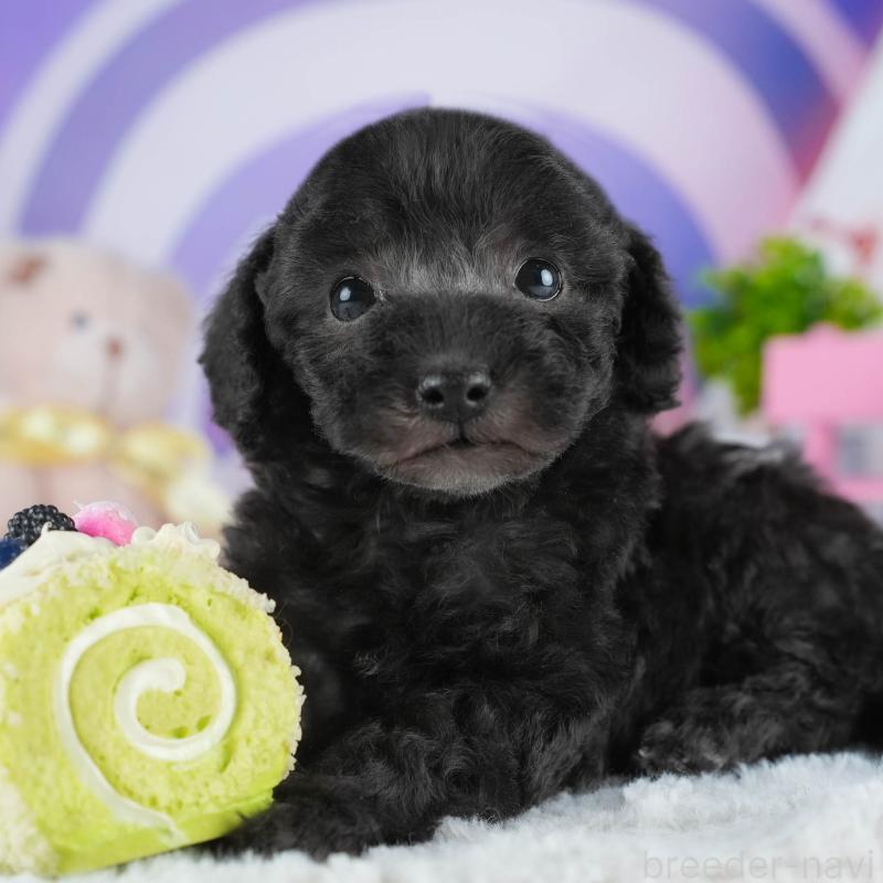 販売中の茨城県のトイプードル-445095の8枚目