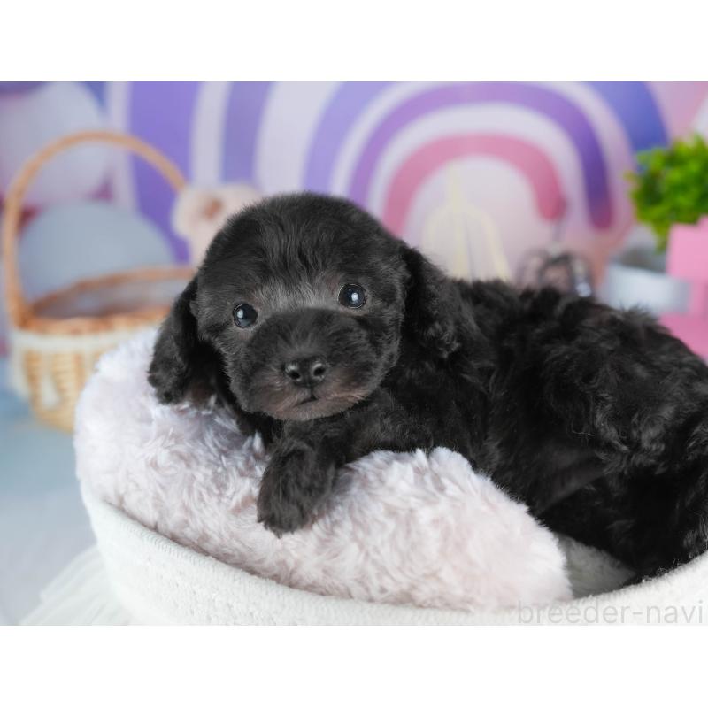 販売中の茨城県のトイプードル-445095の7枚目