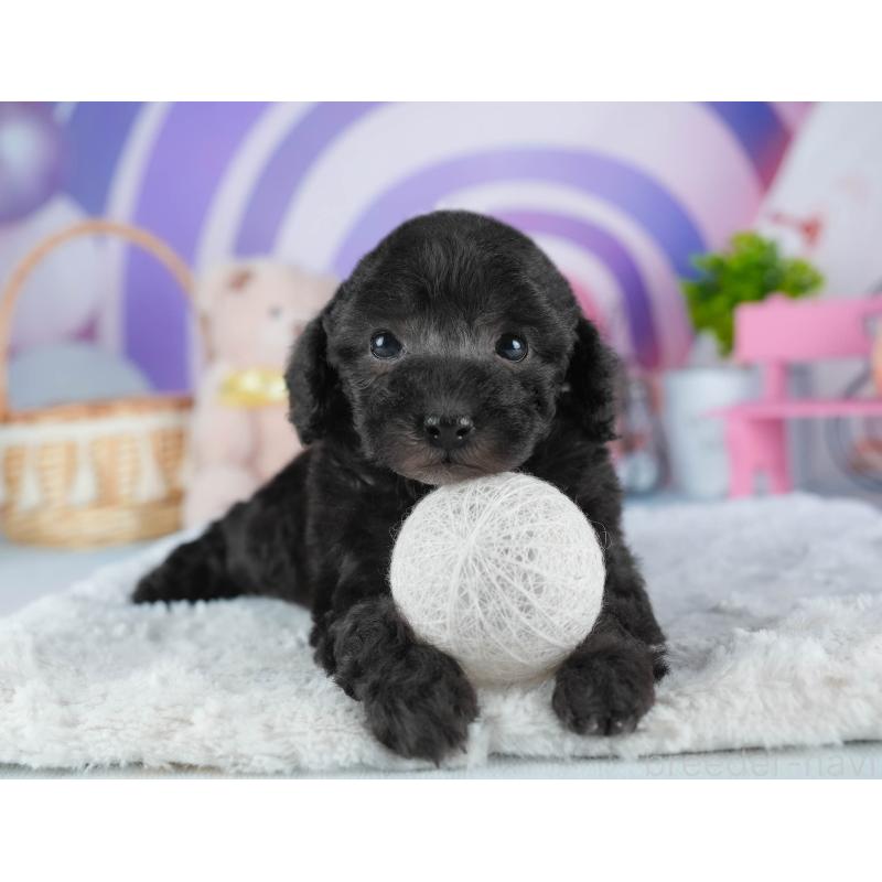 販売中の茨城県のトイプードル-445095の6枚目