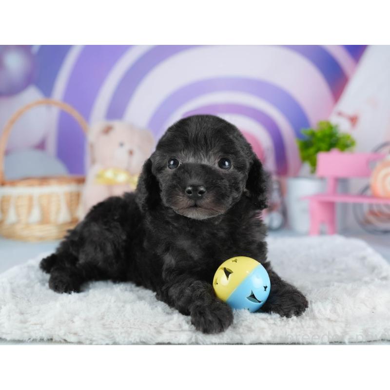 販売中の茨城県のトイプードル-445095の5枚目