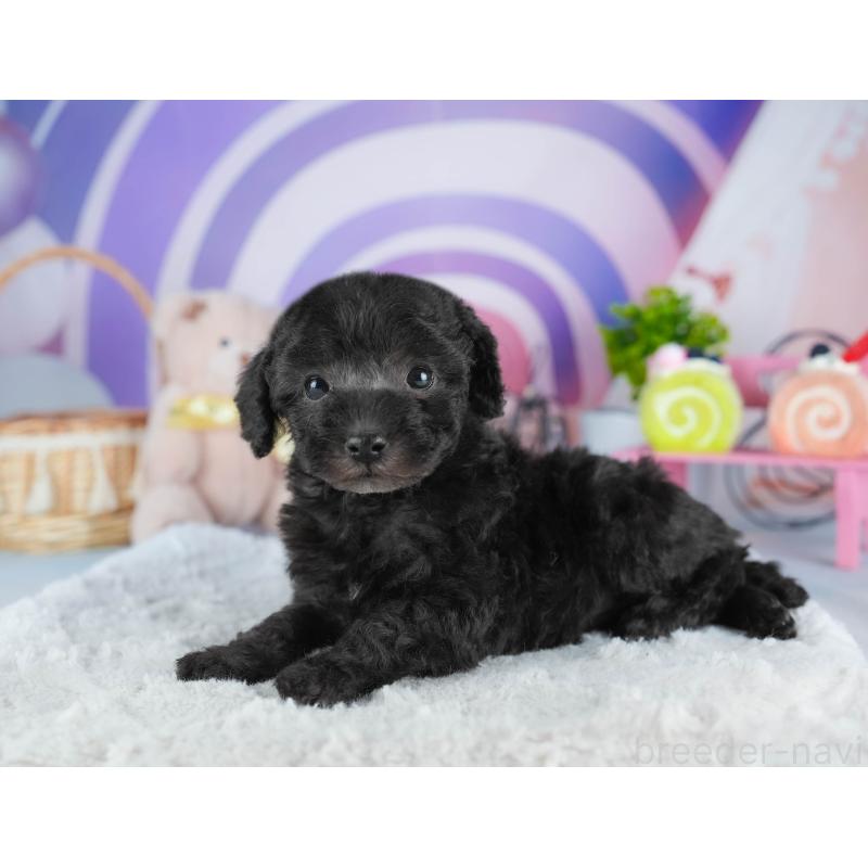 販売中の茨城県のトイプードル-445095の3枚目