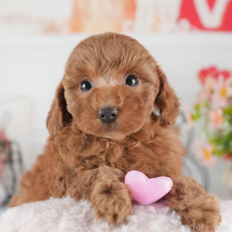 販売中の茨城県のトイプードル-445092の1枚目