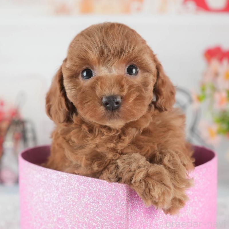 販売中の茨城県のトイプードル-445092の8枚目