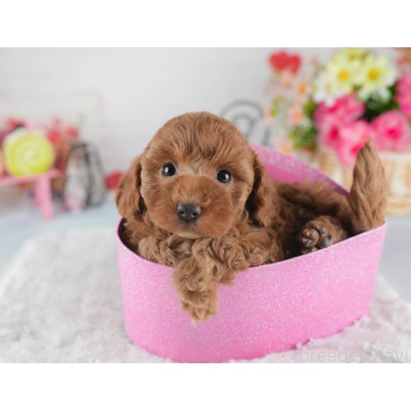 販売中の茨城県のトイプードル-445092の6枚目