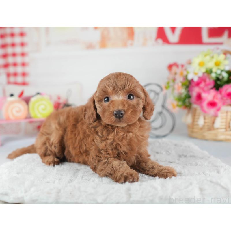 販売中の茨城県のトイプードル-445092の4枚目