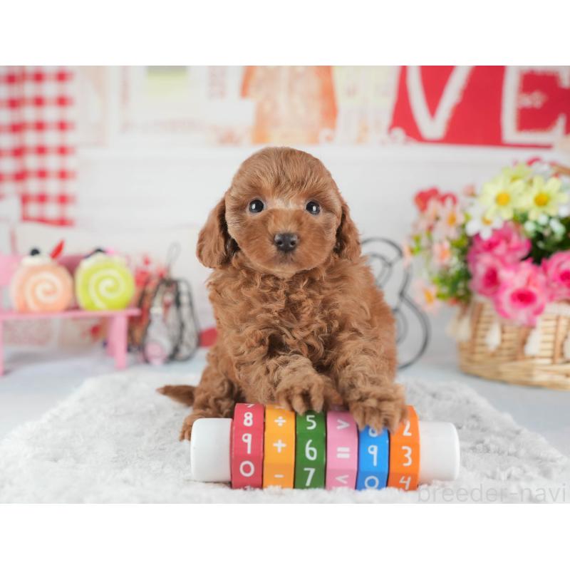 販売中の茨城県のトイプードル-445092の3枚目