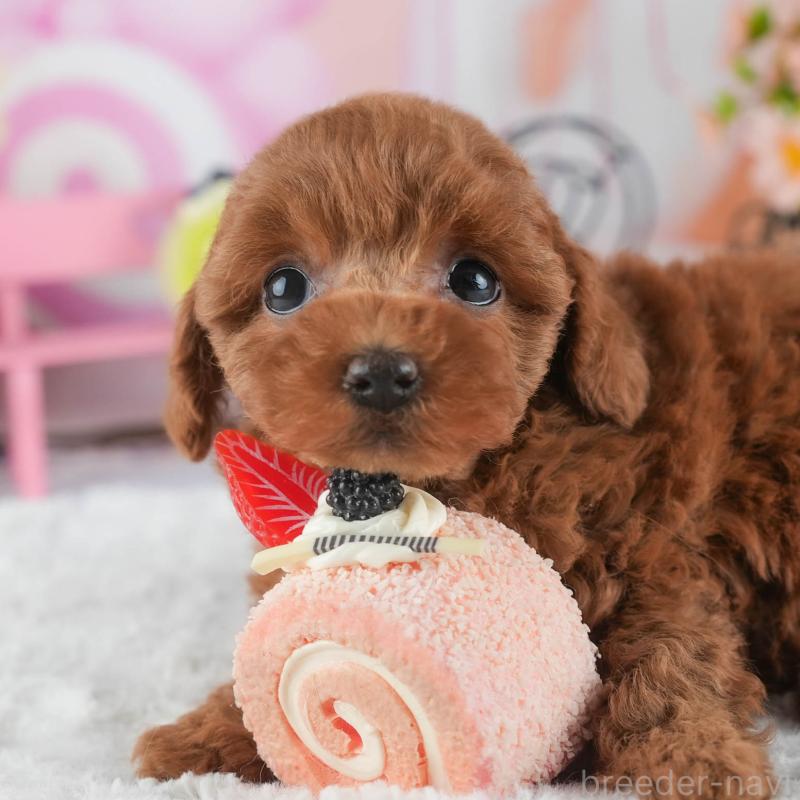 販売中の茨城県のトイプードル-445089の1枚目