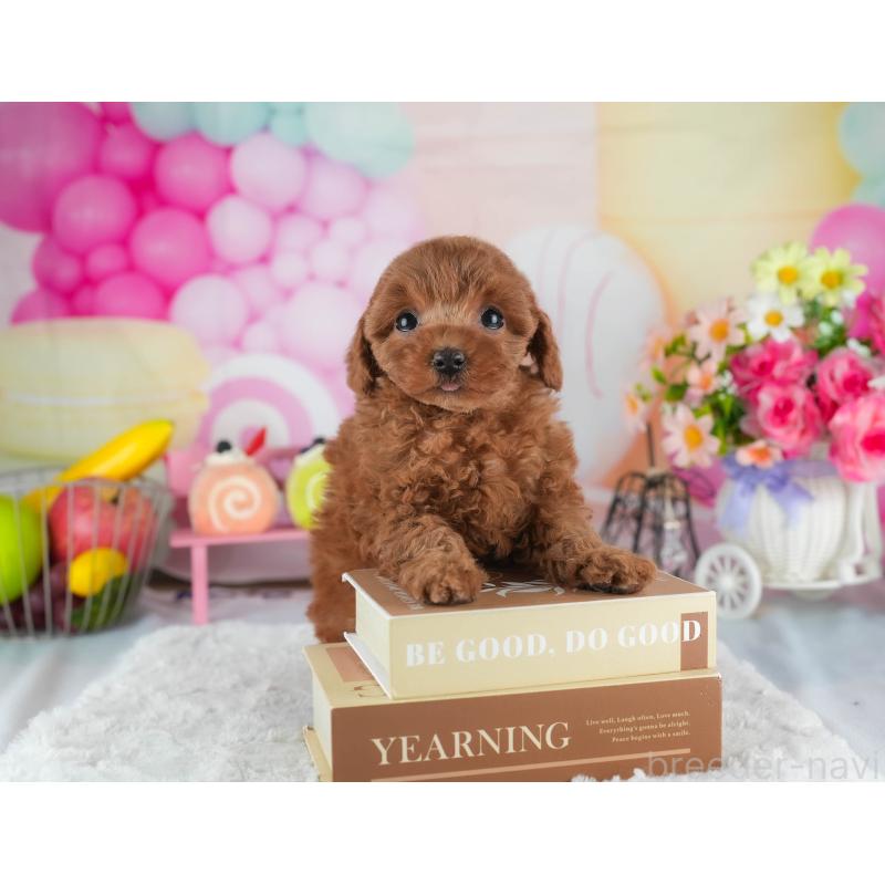 販売中の茨城県のトイプードル-445089の7枚目