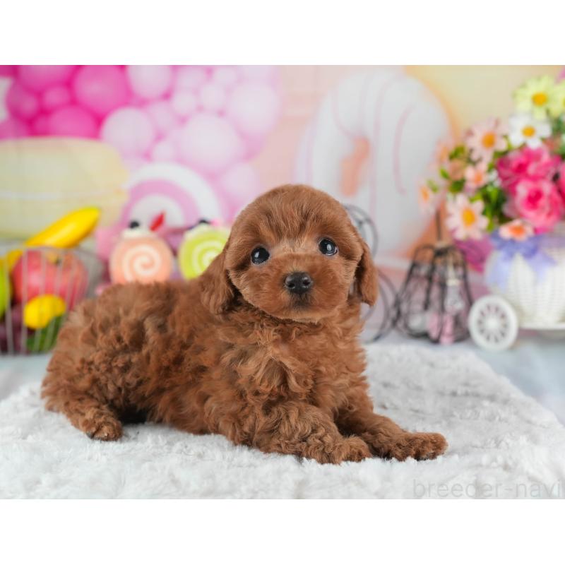 販売中の茨城県のトイプードル-445089の6枚目