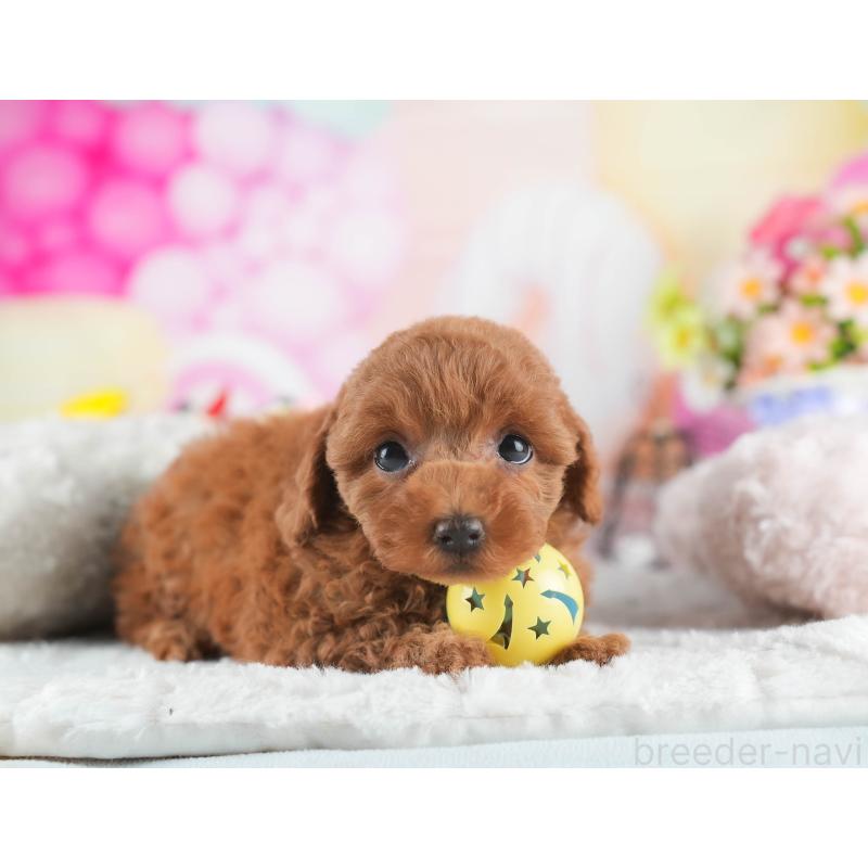 販売中の茨城県のトイプードル-445089の5枚目