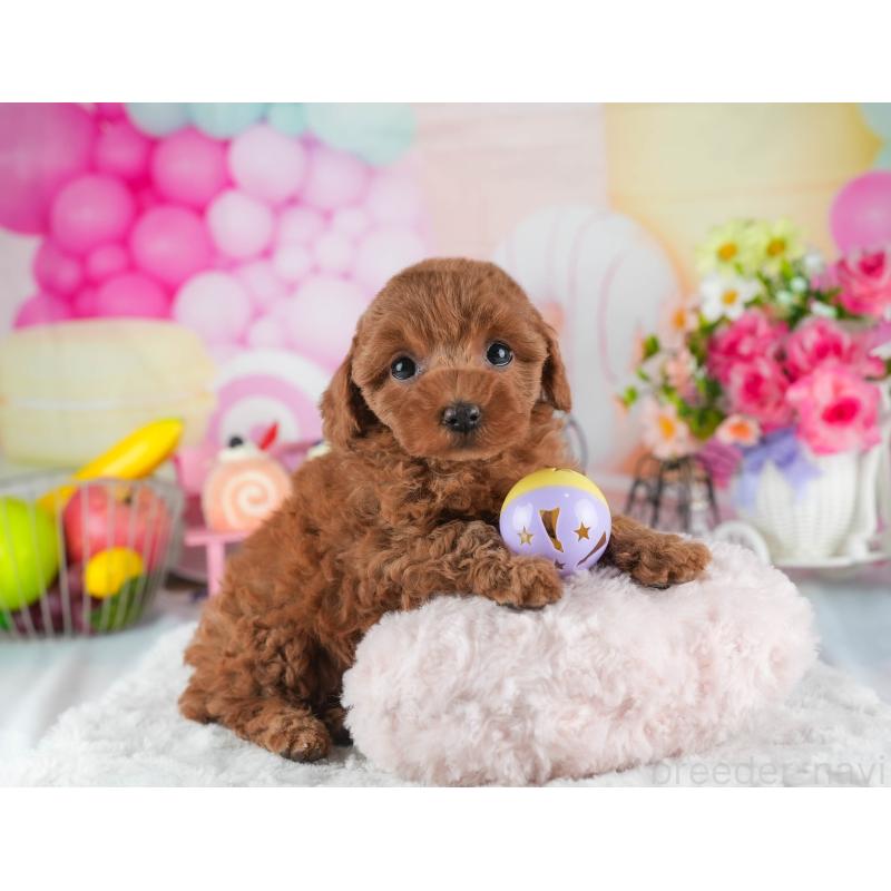 販売中の茨城県のトイプードル-445089の4枚目