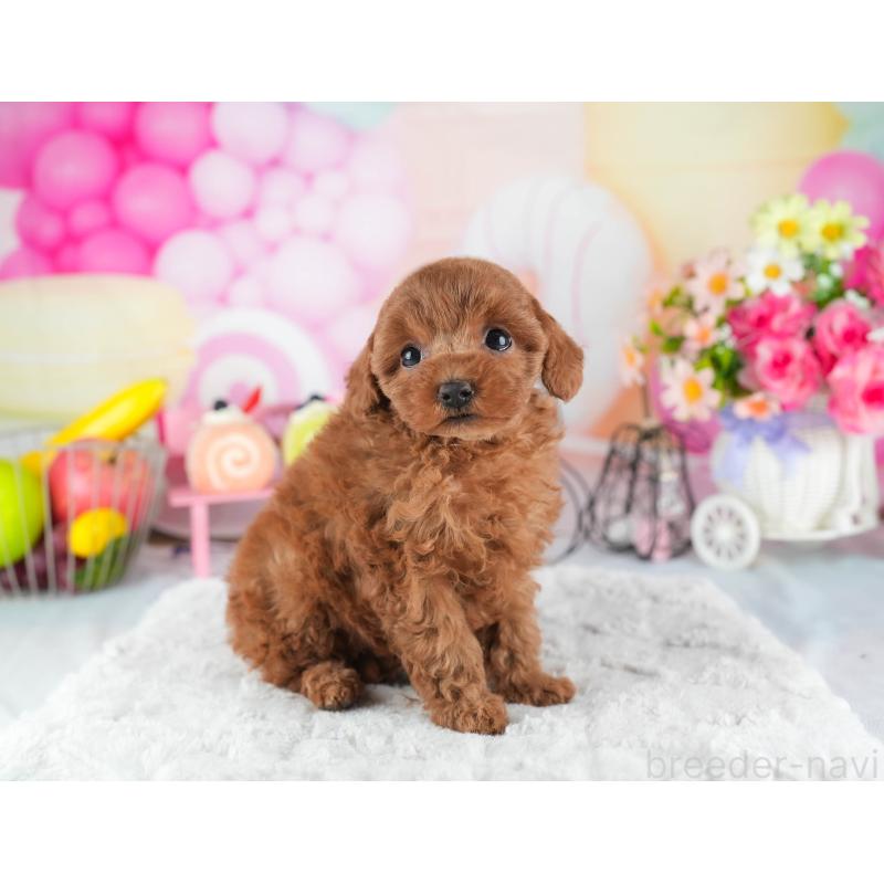 販売中の茨城県のトイプードル-445089の3枚目