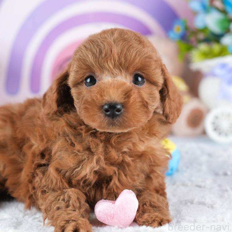 販売中の茨城県のトイプードル-445083の1枚目