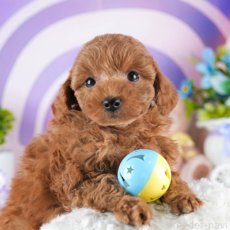 販売中の茨城県のトイプードル-445083の8枚目