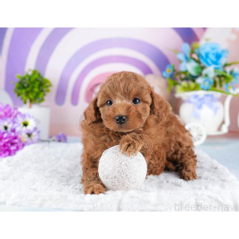 販売中の茨城県のトイプードル-445083の7枚目