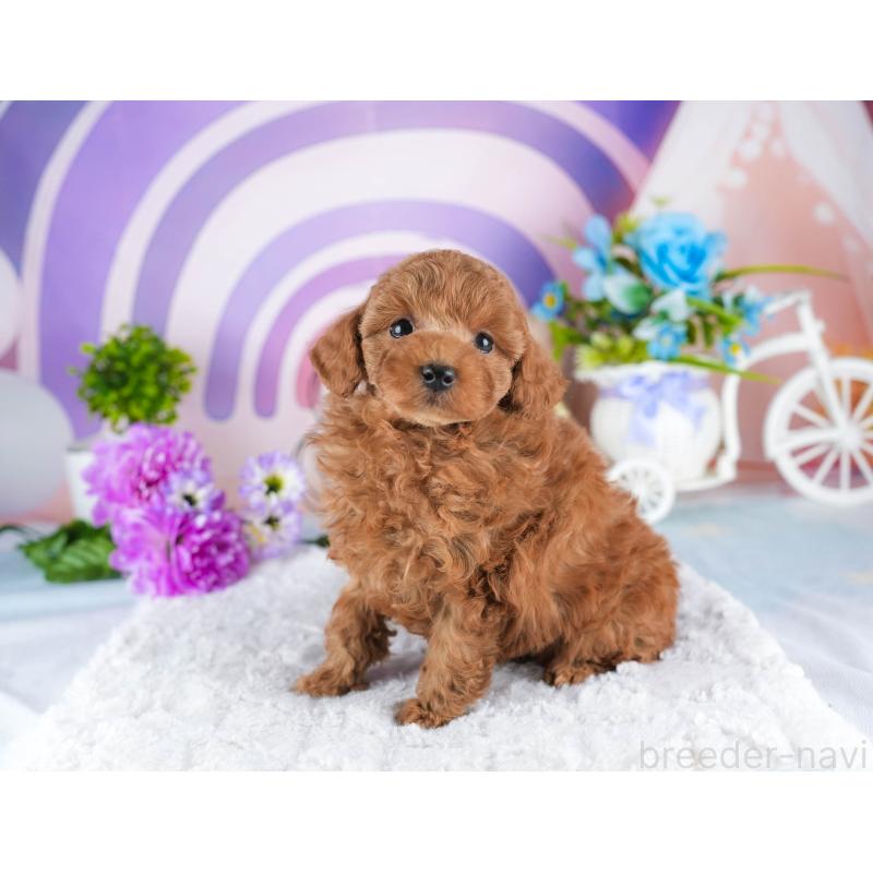 販売中の茨城県のトイプードル-445083の6枚目