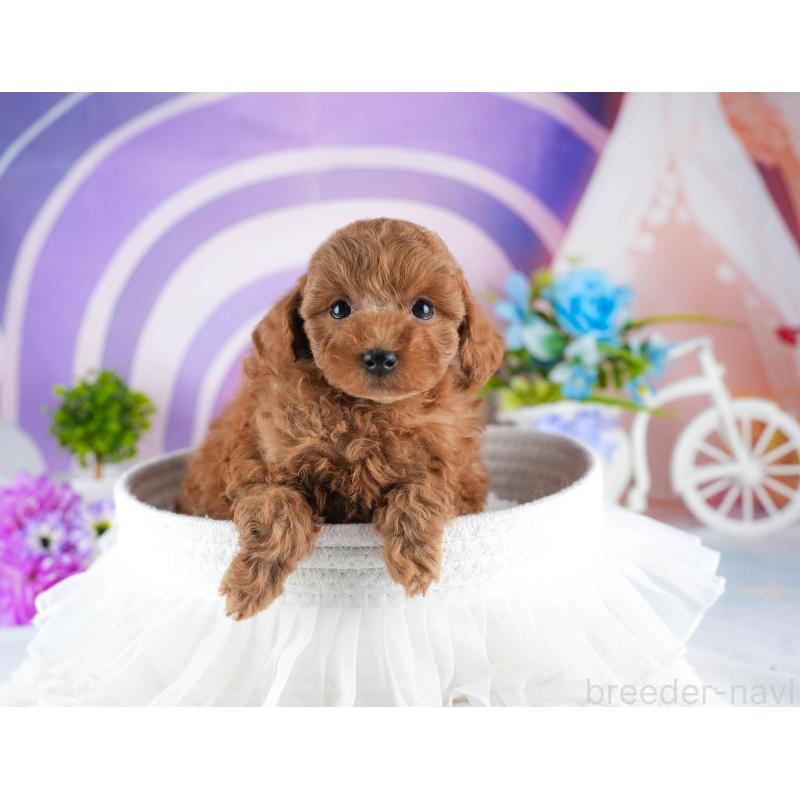 販売中の茨城県のトイプードル-445083の4枚目