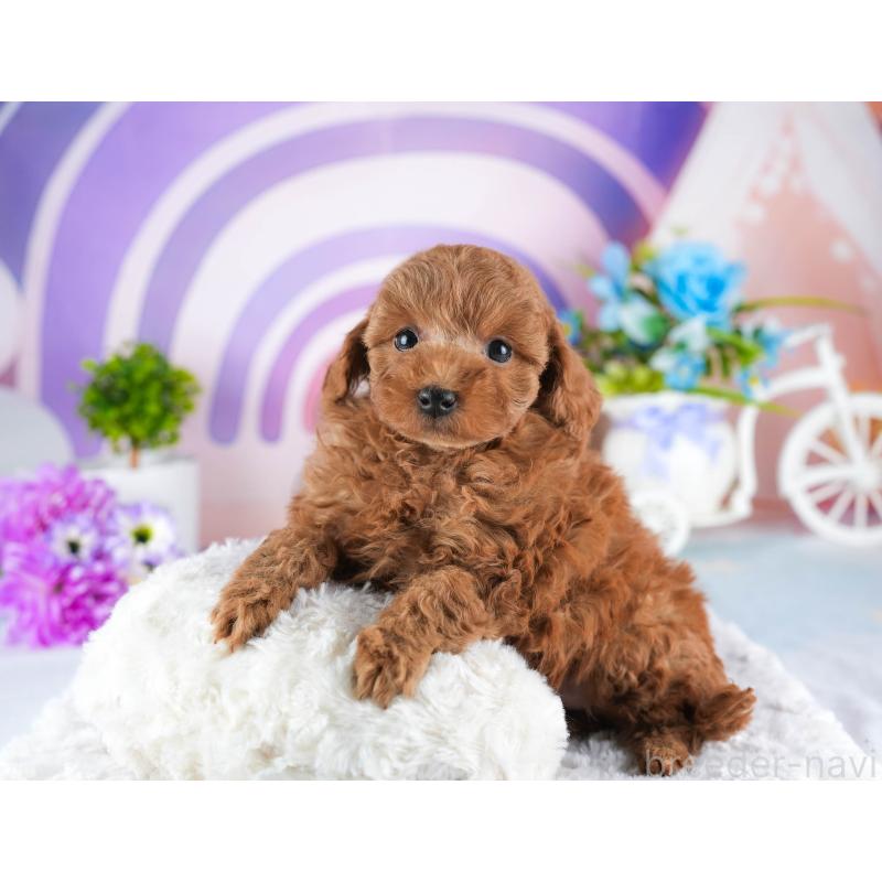 販売中の茨城県のトイプードル-445083の3枚目