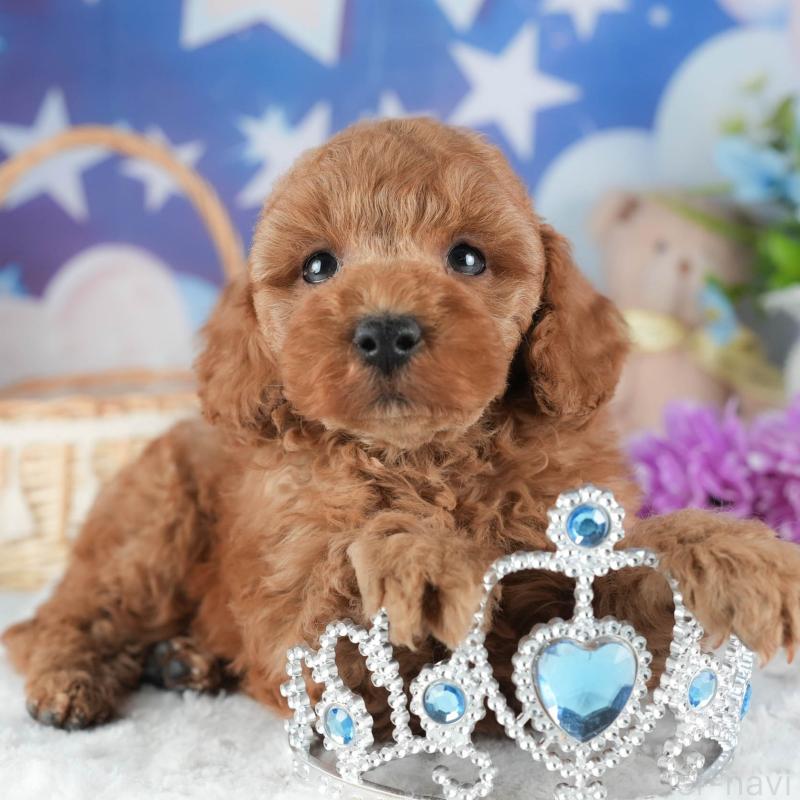 販売中ののトイプードル-445079