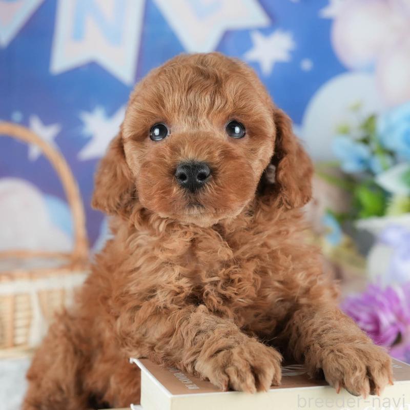 販売中の茨城県のトイプードル-445079の7枚目