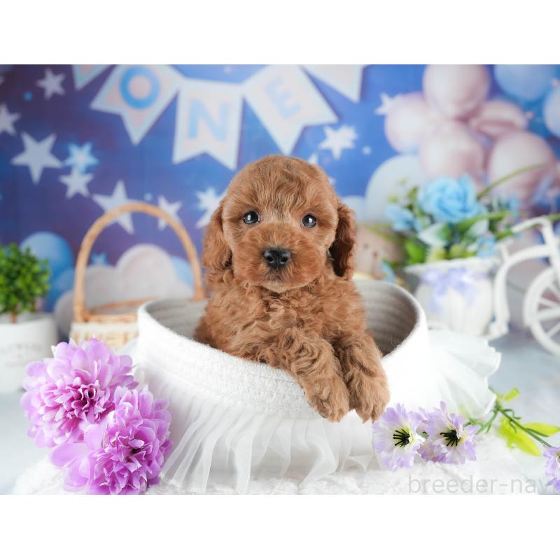 販売中の茨城県のトイプードル-445079の6枚目