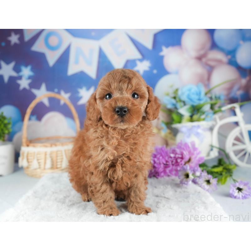 販売中の茨城県のトイプードル-445079の5枚目