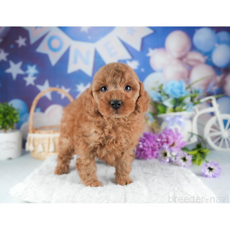 販売中の茨城県のトイプードル-445079の4枚目