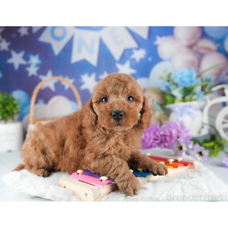 販売中の茨城県のトイプードル-445079の3枚目