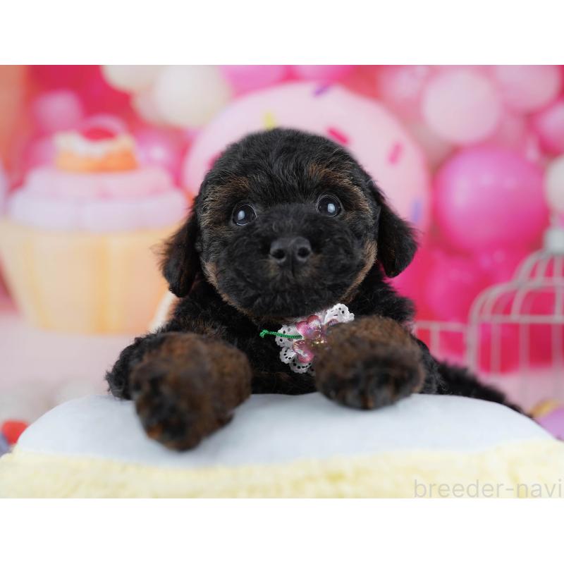 販売中の東京都のトイプードル-444695の7枚目